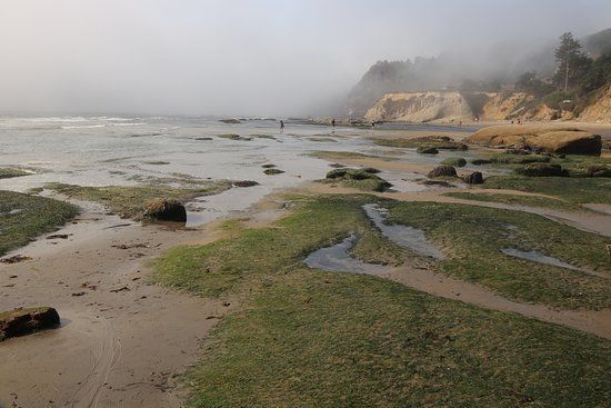 Otter Crest Marine Gardens